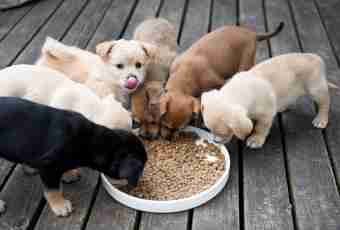 What means alimentary puppies