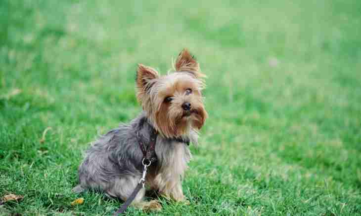 The smallest breeds of dog