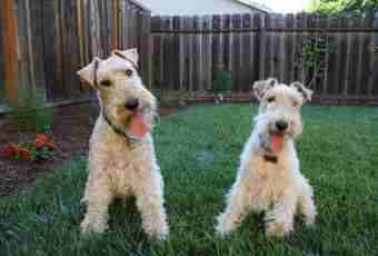 How to buy a puppy of a wire-haired fox terrier