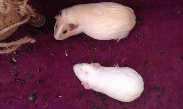 How to distinguish pregnancy at a guinea pig