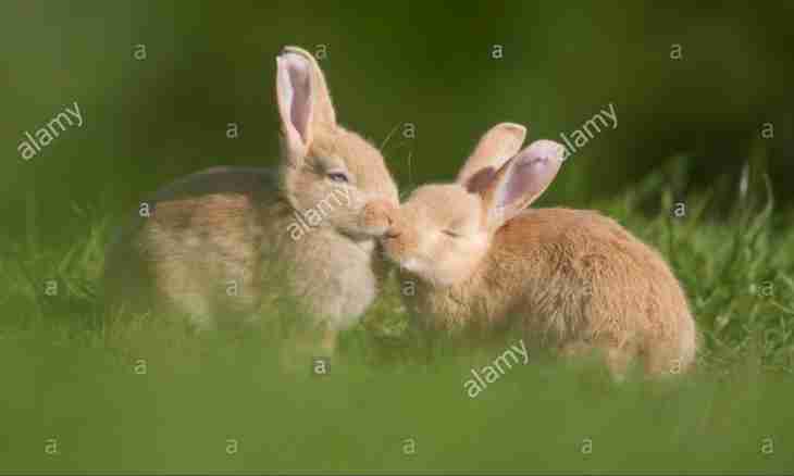 How to couple rabbits