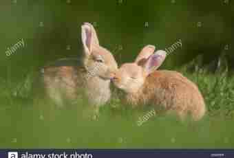 How to couple rabbits