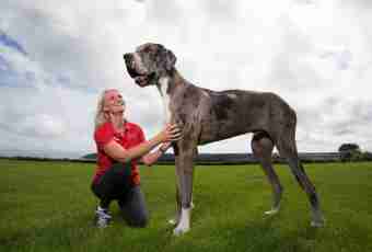 TOP-10 the biggest dogs in the world