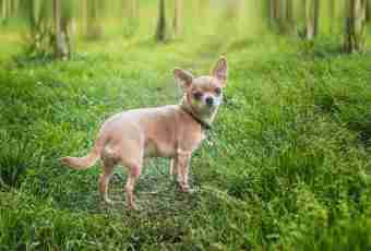 Chihuahua: standards of breed