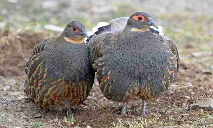 What breed of quails the best