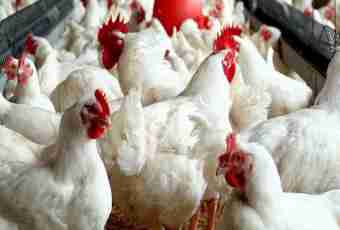How to contain broilers