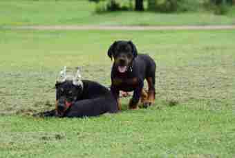 How to choose a puppy of a Dobermann terrier
