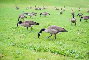 Rules of cultivation of geese