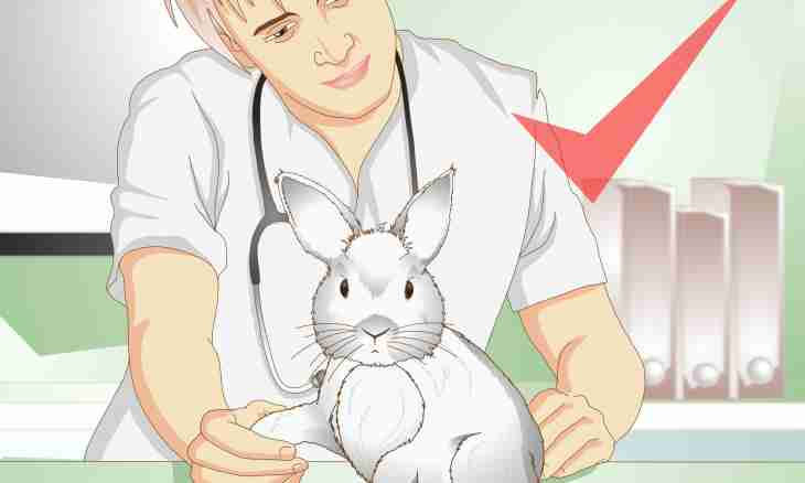 How to define pregnancy at a doe-rabbit