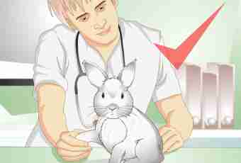 How to define pregnancy at a doe-rabbit
