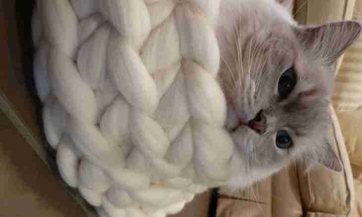 How to knit cats