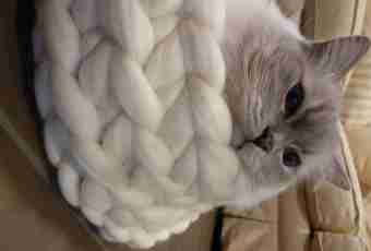 How to knit cats