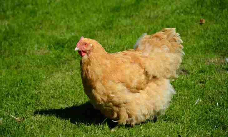 Chickens layers: breeds and their features