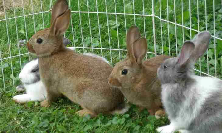 How to breed decorative rabbits