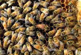 What types of beehives exist
