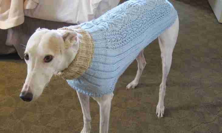 How to knit dogs