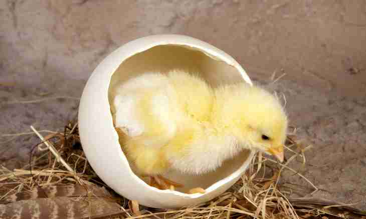 As the germ of a baby bird in egg looks