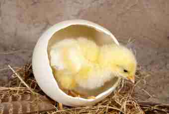 As the germ of a baby bird in egg looks