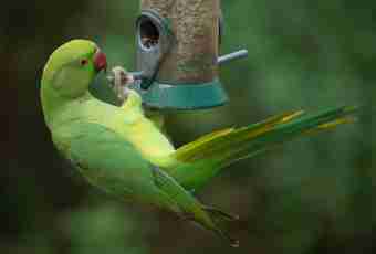 How to receive posterity from budgerigars