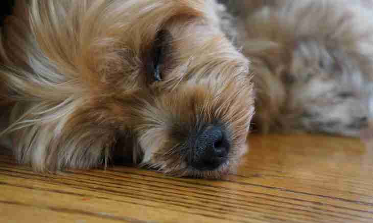 How to choose a puppy of a Yorkshire terrier