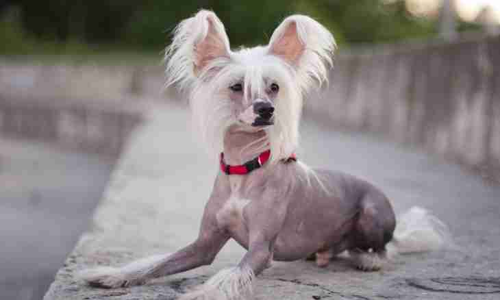 Chinese crested dog: standards of breed