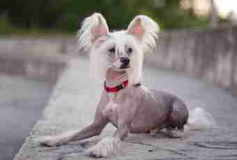 Chinese crested dog: standards of breed
