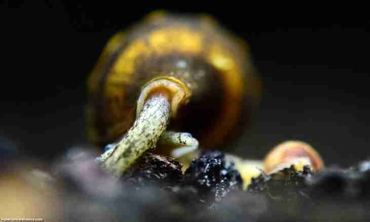 As eggs at snails look