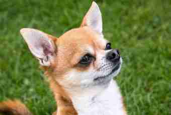 What features of a chihuahua?