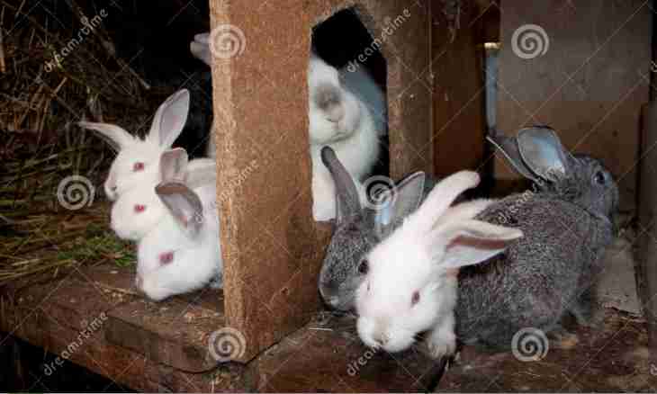 How to breed rabbits in house conditions