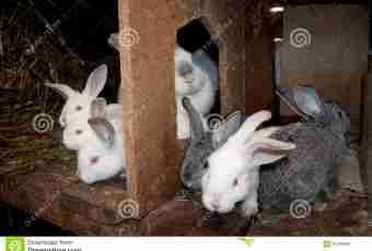 How to breed rabbits in house conditions