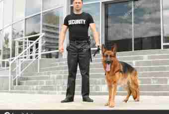 How to choose a dog security guard