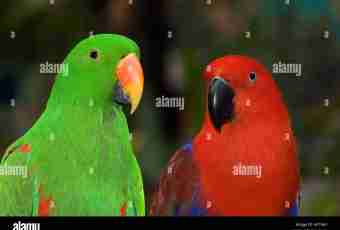 How to bring together parrots