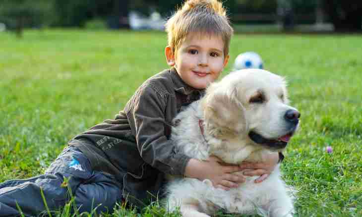 The best breeds of dog for children