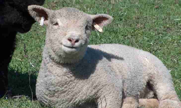 How to breed sheep of the Raman breed