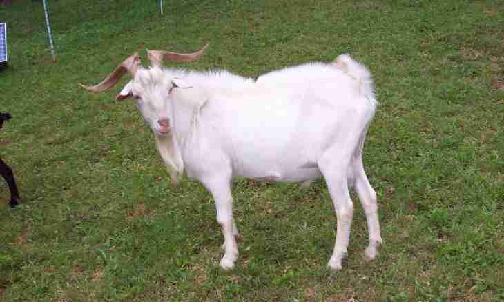 All about goats: how to contain