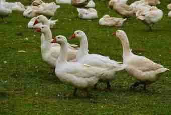Whether there are broiler geese