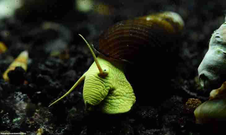 How to breed snails