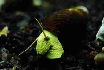 How to breed snails