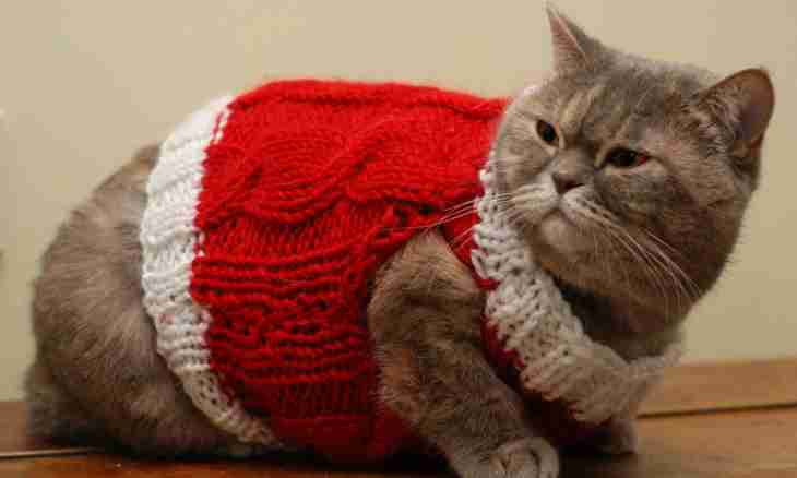 Where and how to find a cat for knitting of a cat
