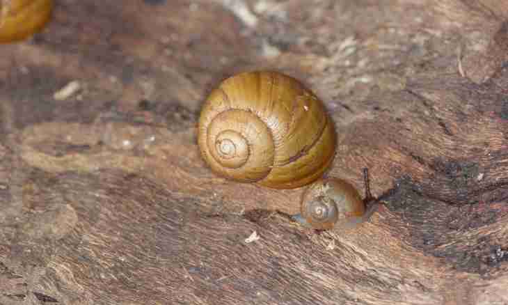 How to grow up snails