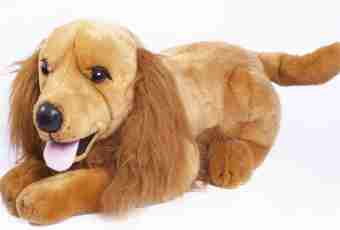What dogs are called plush