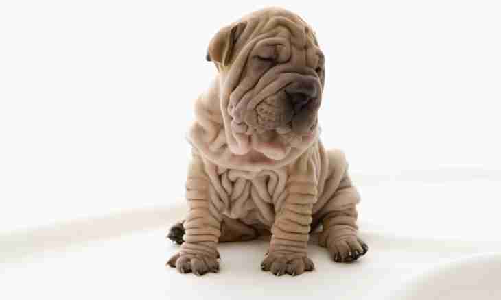 That for breed the Shar-Pei