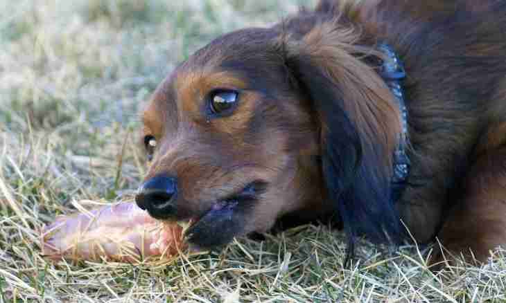 How to choose a puppy of a dachshund