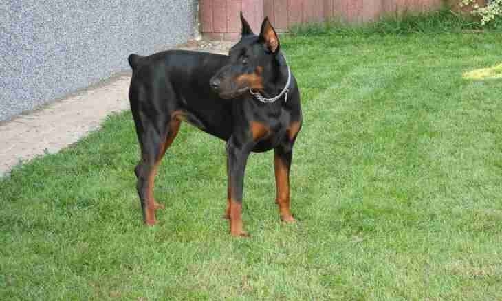 How to look after a Dobermann terrier
