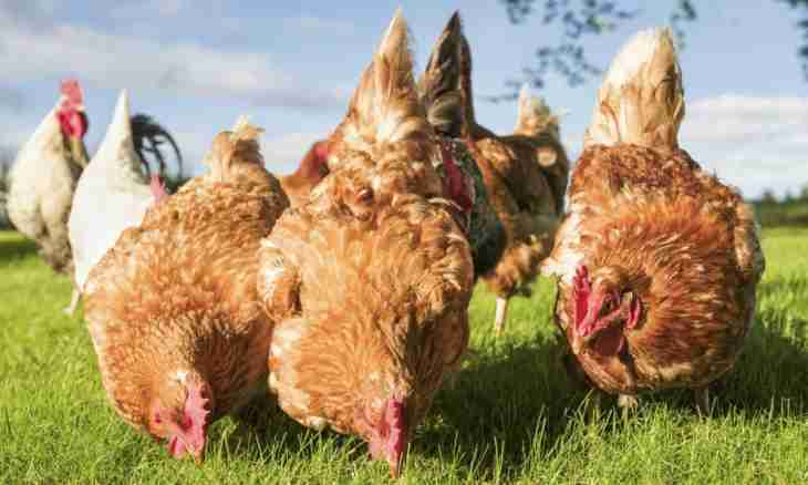 Keeping of laying hens at the dacha and care for them