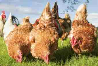 Keeping of laying hens at the dacha and care for them