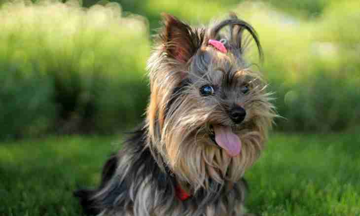 How to become the breeder of Yorkshire terriers