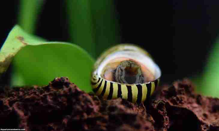 How to breed aquarian snails