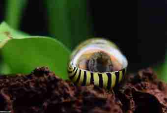 How to breed aquarian snails