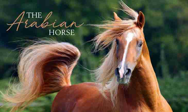What colors of horses exist
